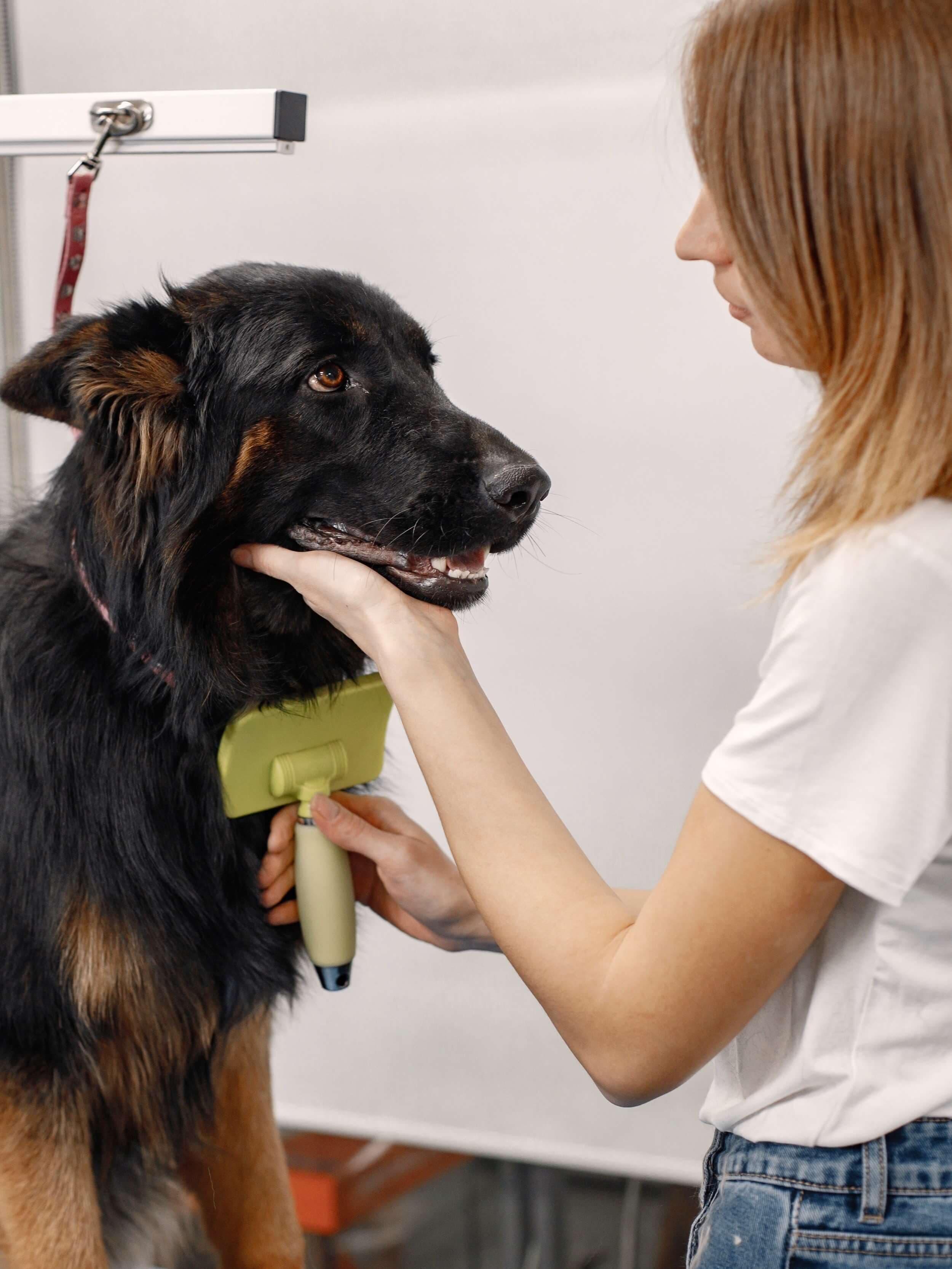 Toiletteuse professionnelle avec un chien noir