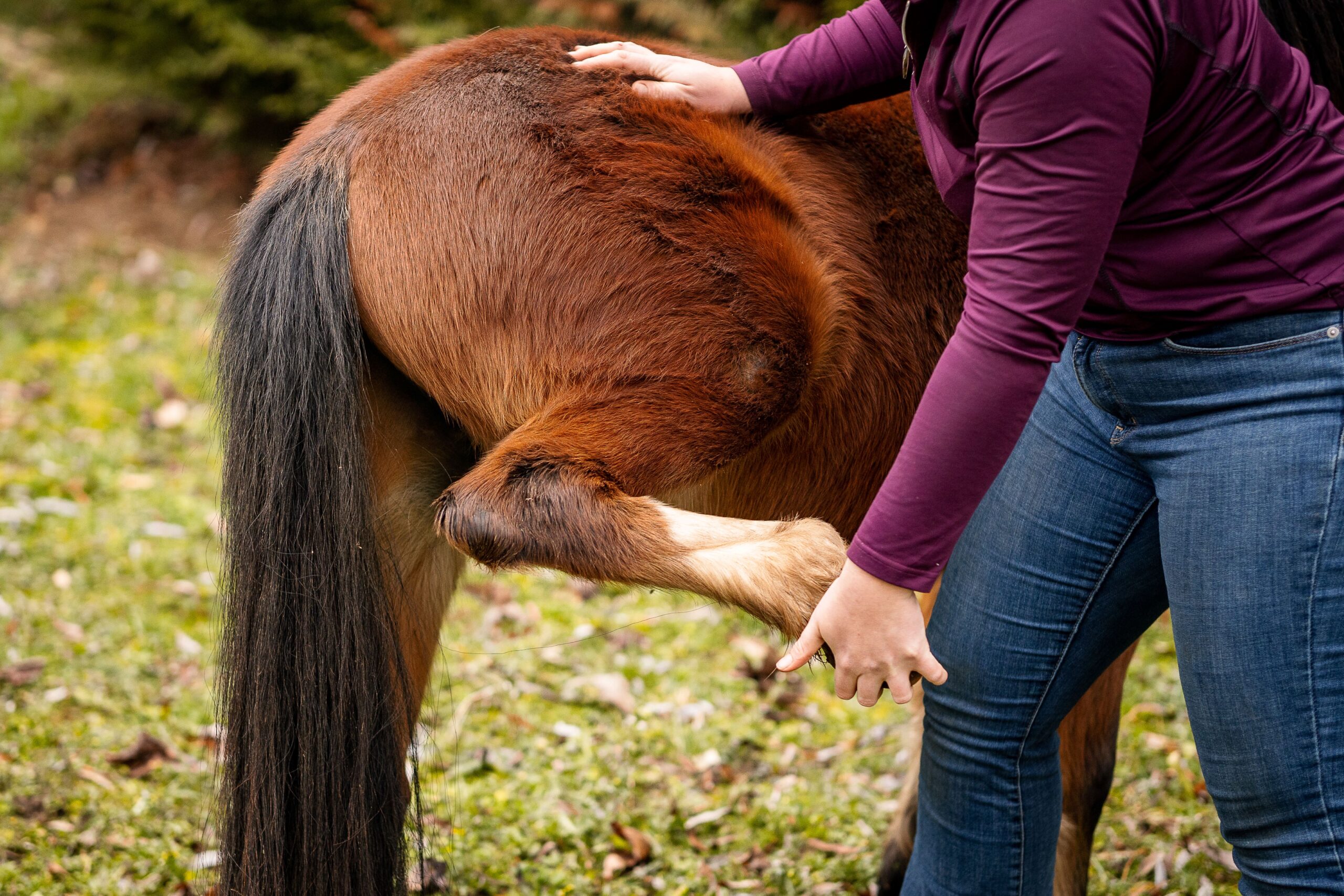 Ostéopathe animalier traitant un cheval