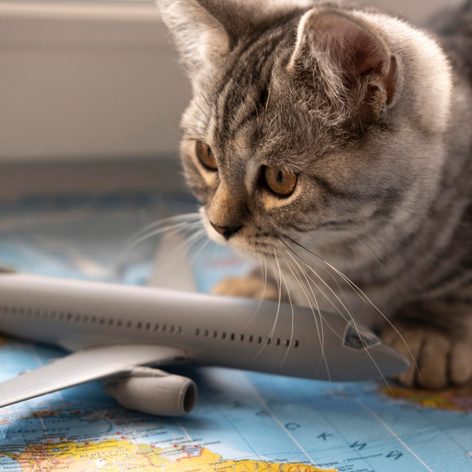 Pension pour animaux de compagnie