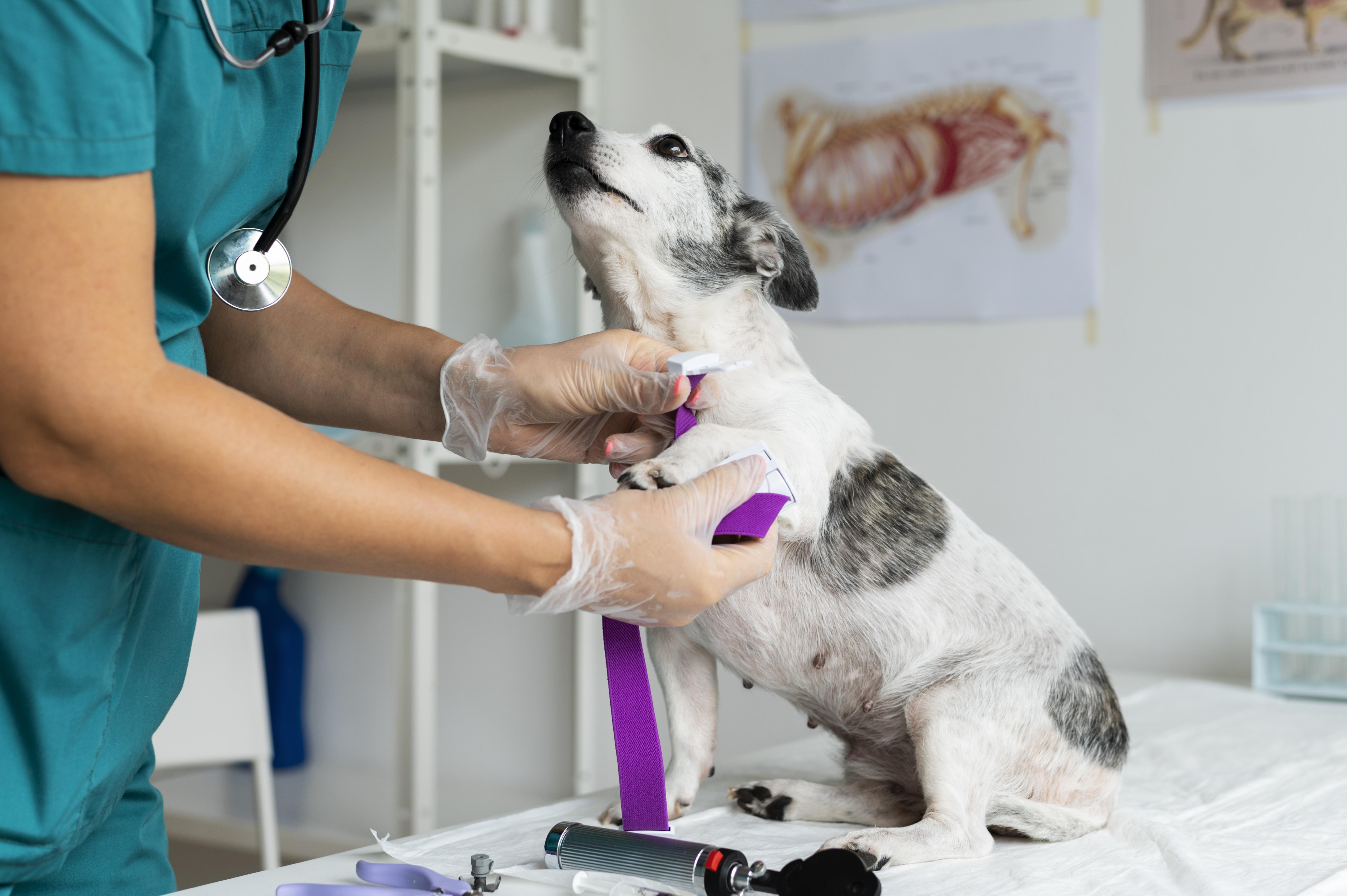 Consultation vétérinaire avec un chat