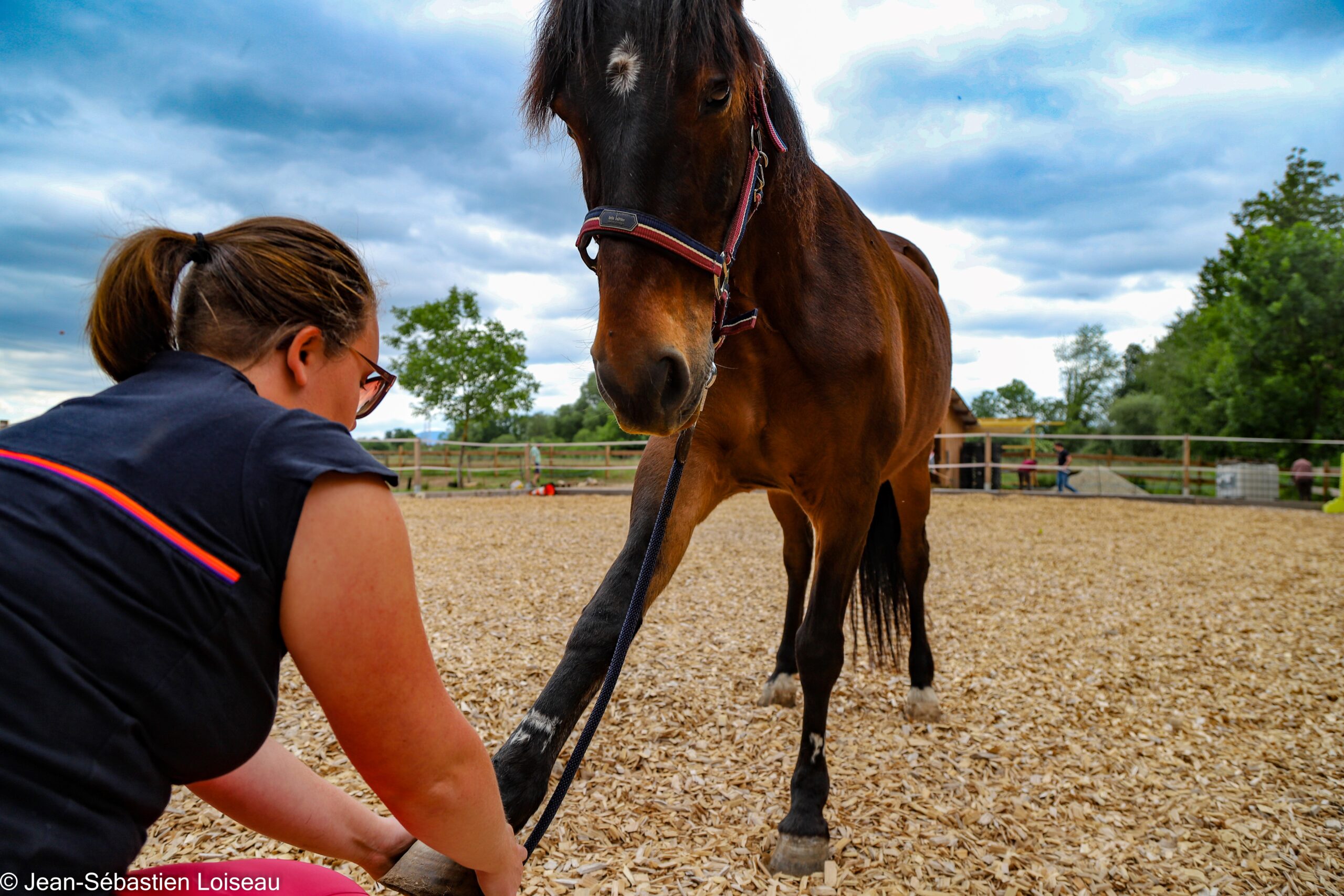 Séance d'ostéopathie canine