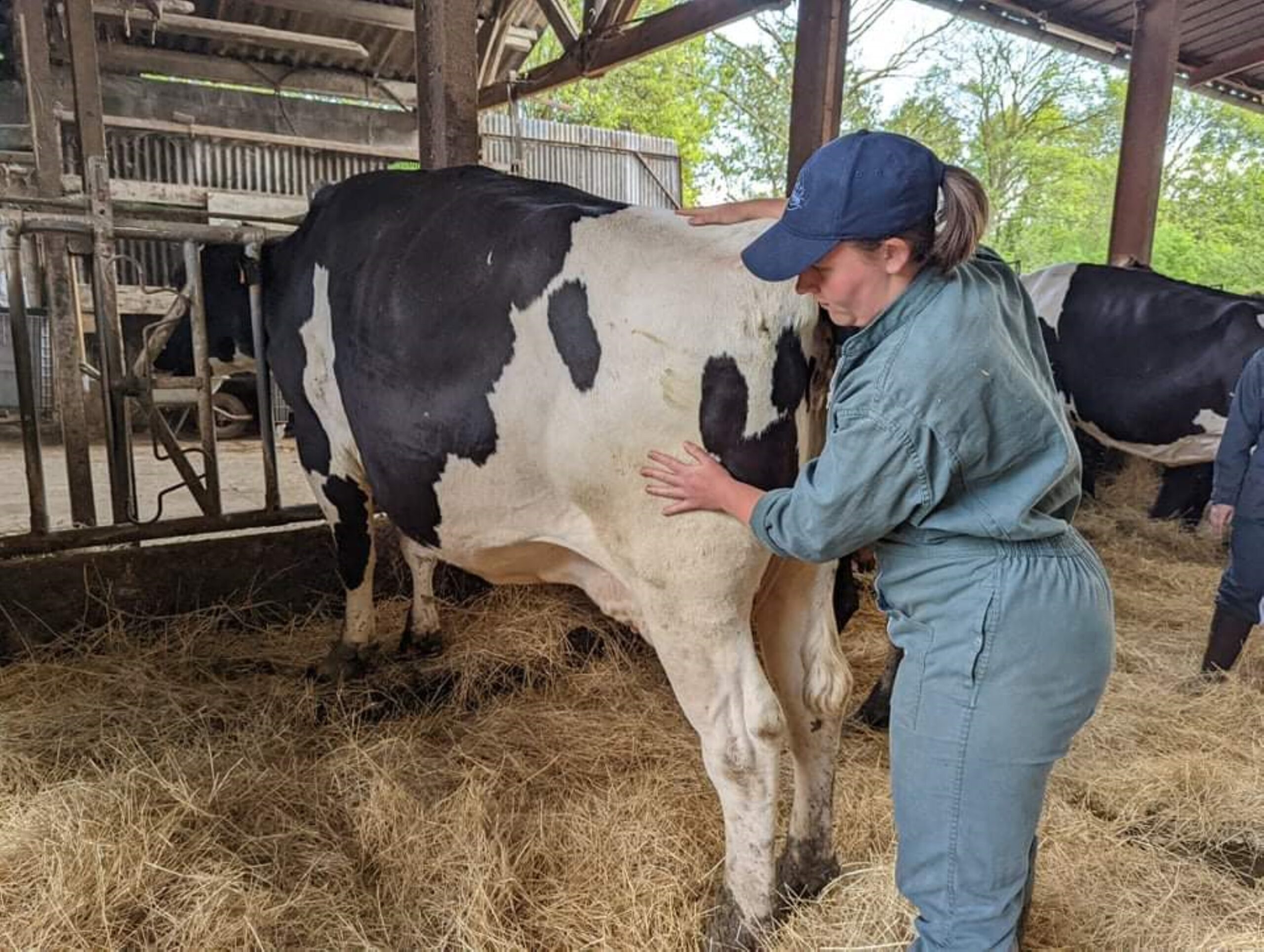 Manipulation douce sur un chien