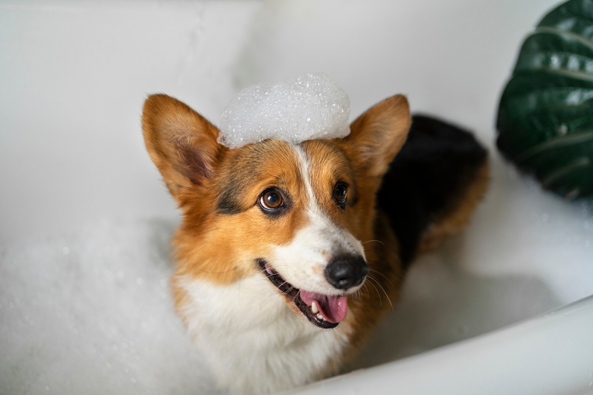 Coupe et brushing pour chien