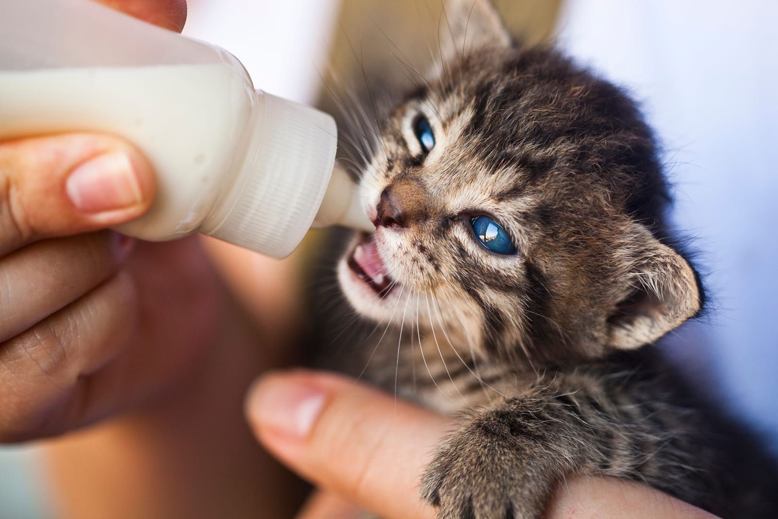 Bien nourrir son chat : le guide complet