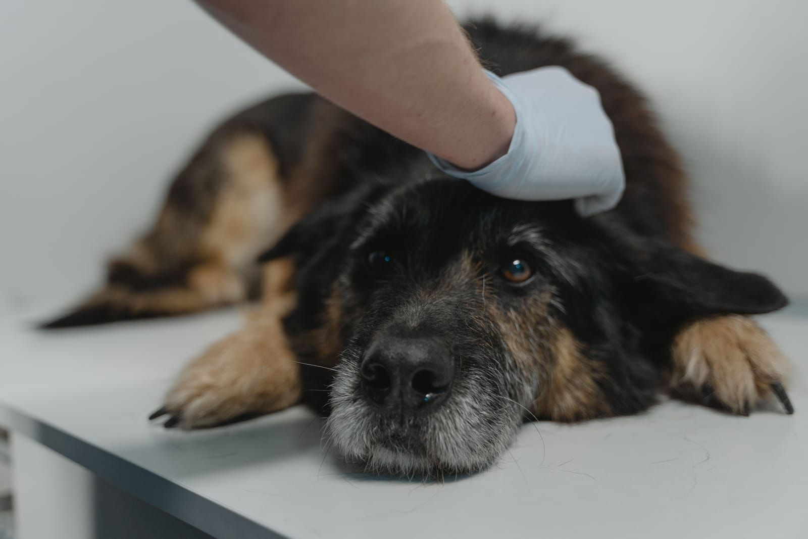 Reconnaitre les signes de douleur chez votre animal