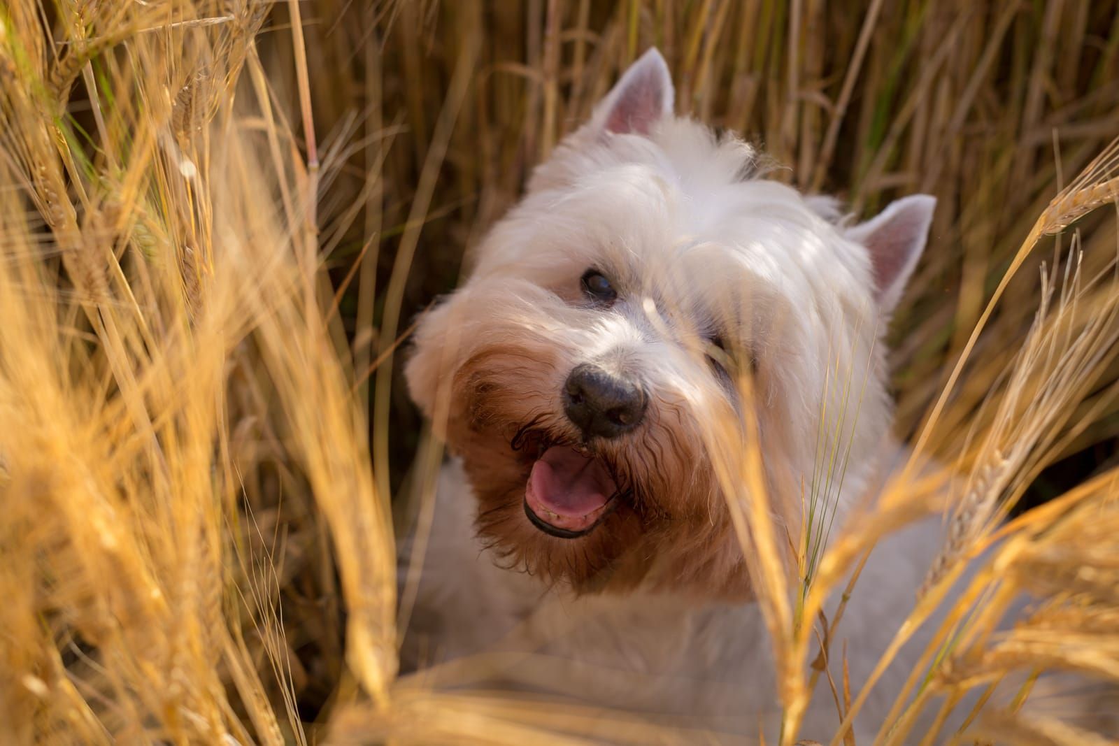 Epillets : le danger invisible de l'ete pour votre chien et votre chat