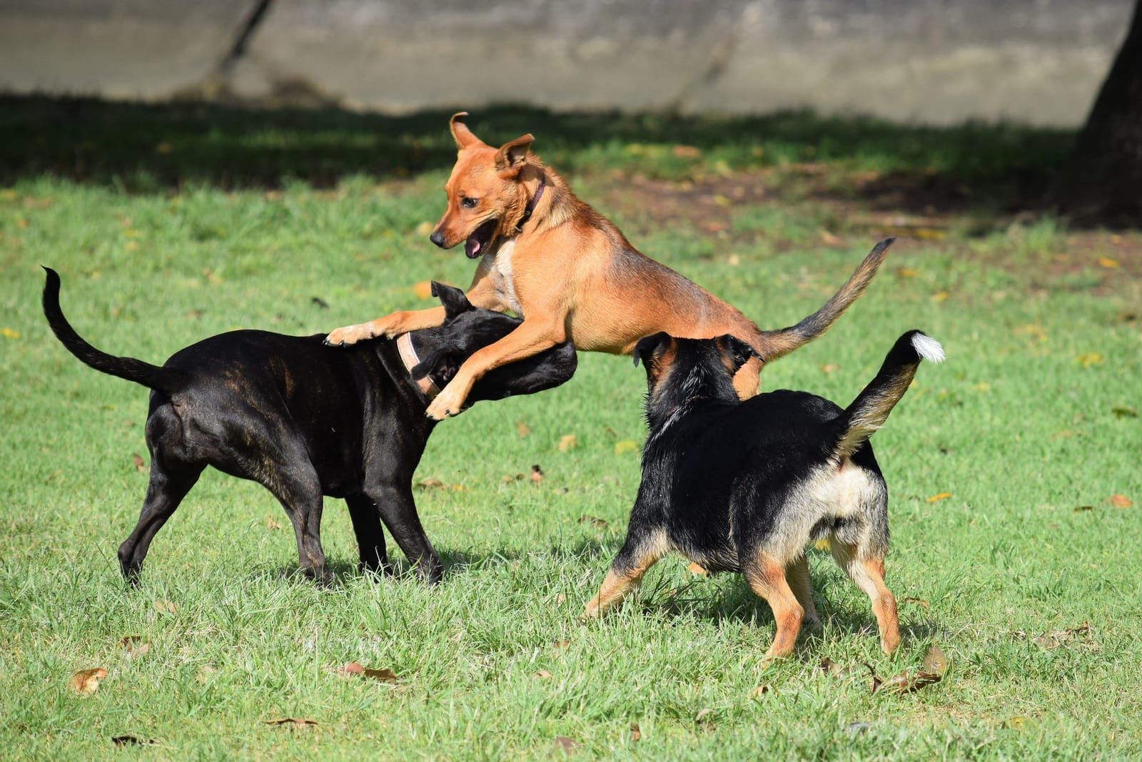 Pension ou dog-sitter : que choisir pour les vacances ?