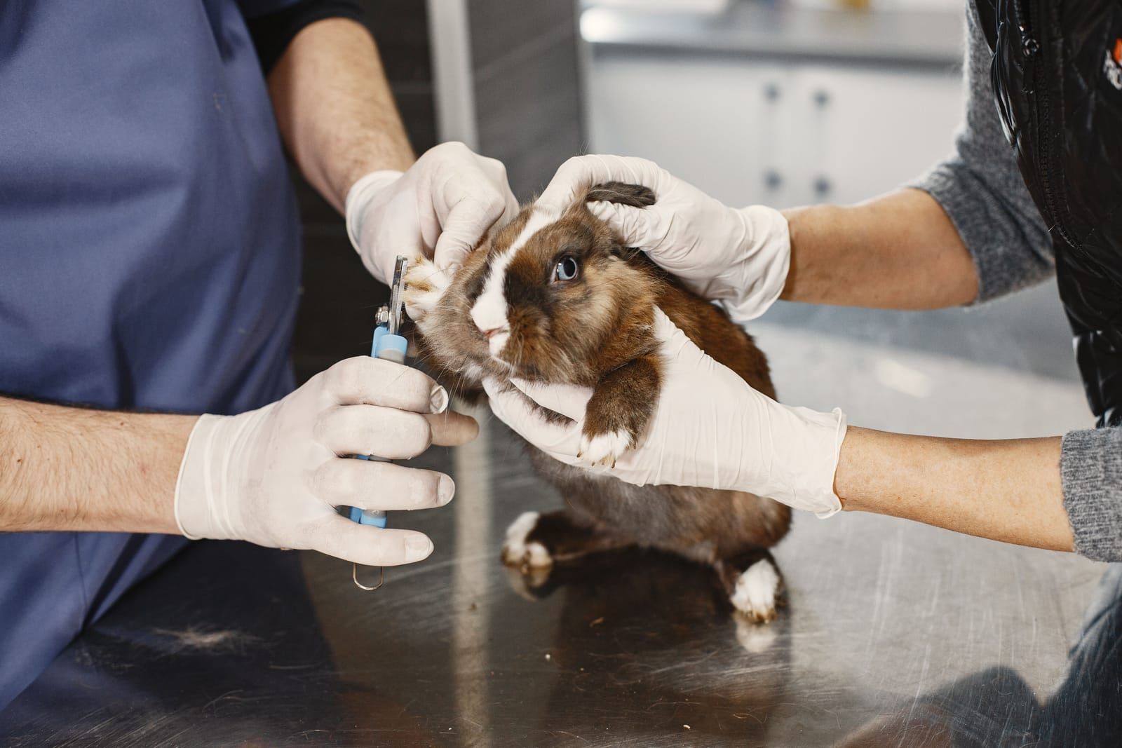 Les premiers soins pour votre animal