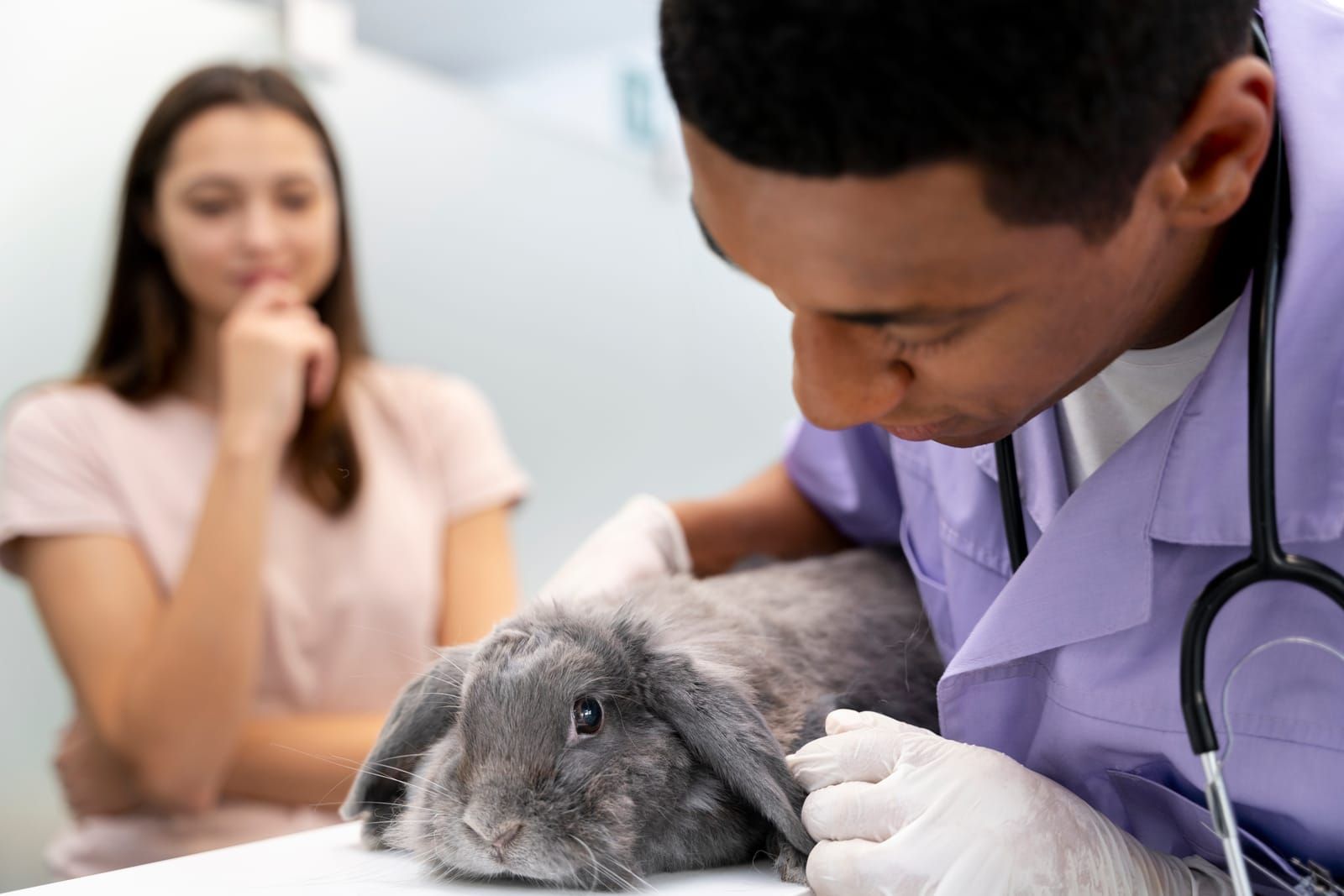Sterilisation du lapin : soins post-operatoires et guide complet
