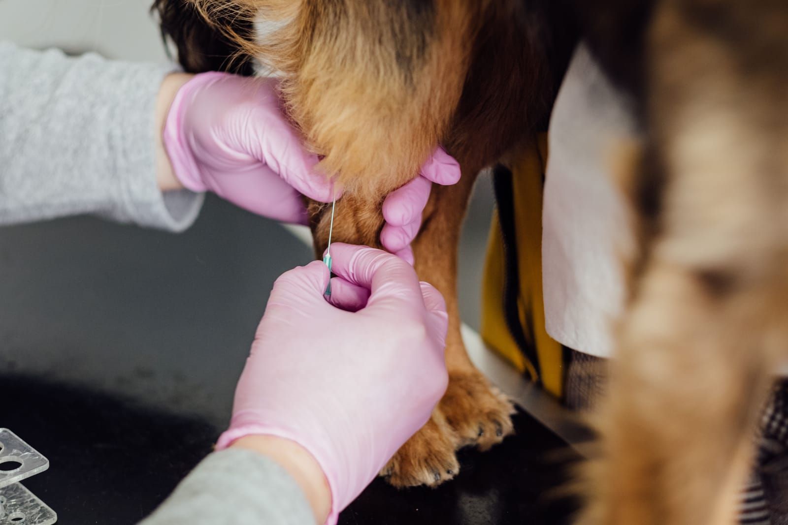 Calendrier de vaccination du chiot : le guide complet