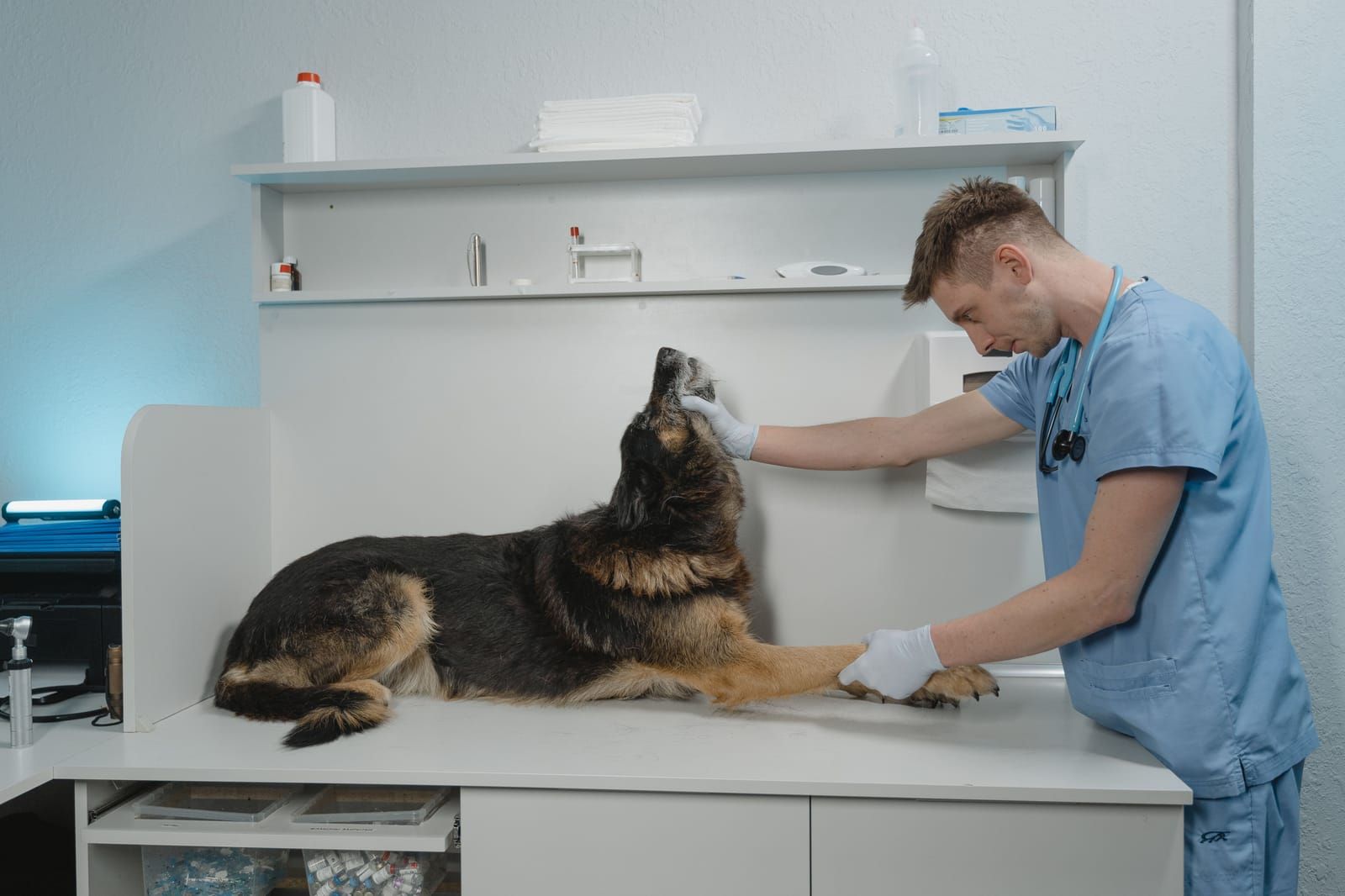 Veterinaire vs Osteopathe animalier : quand consulter ?