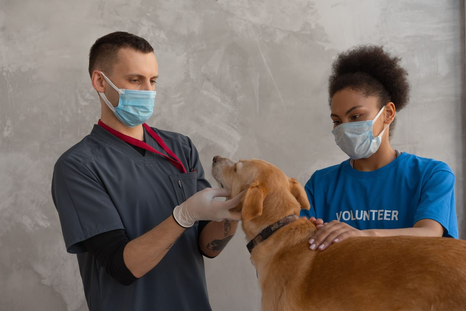 Comment preparer la visite chez le veterinaire